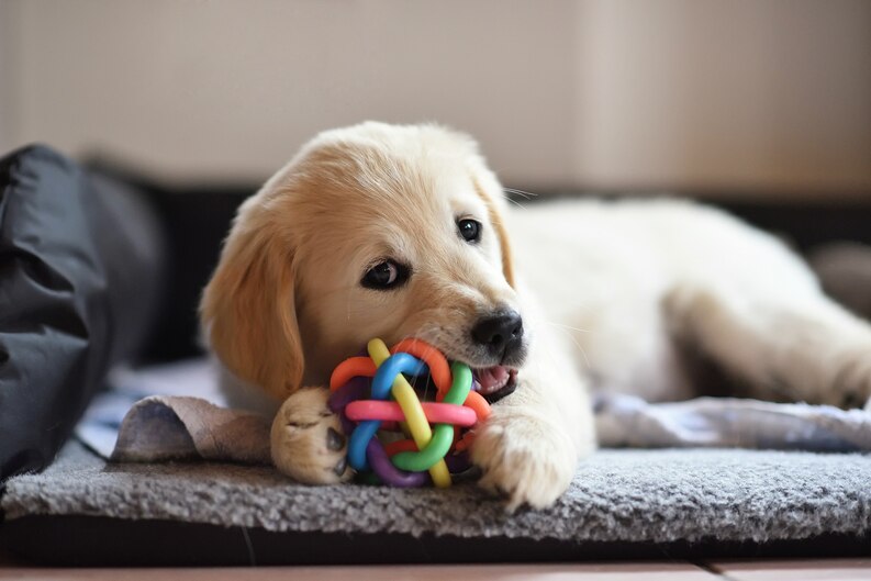 How to manage your puppy's chewing habit