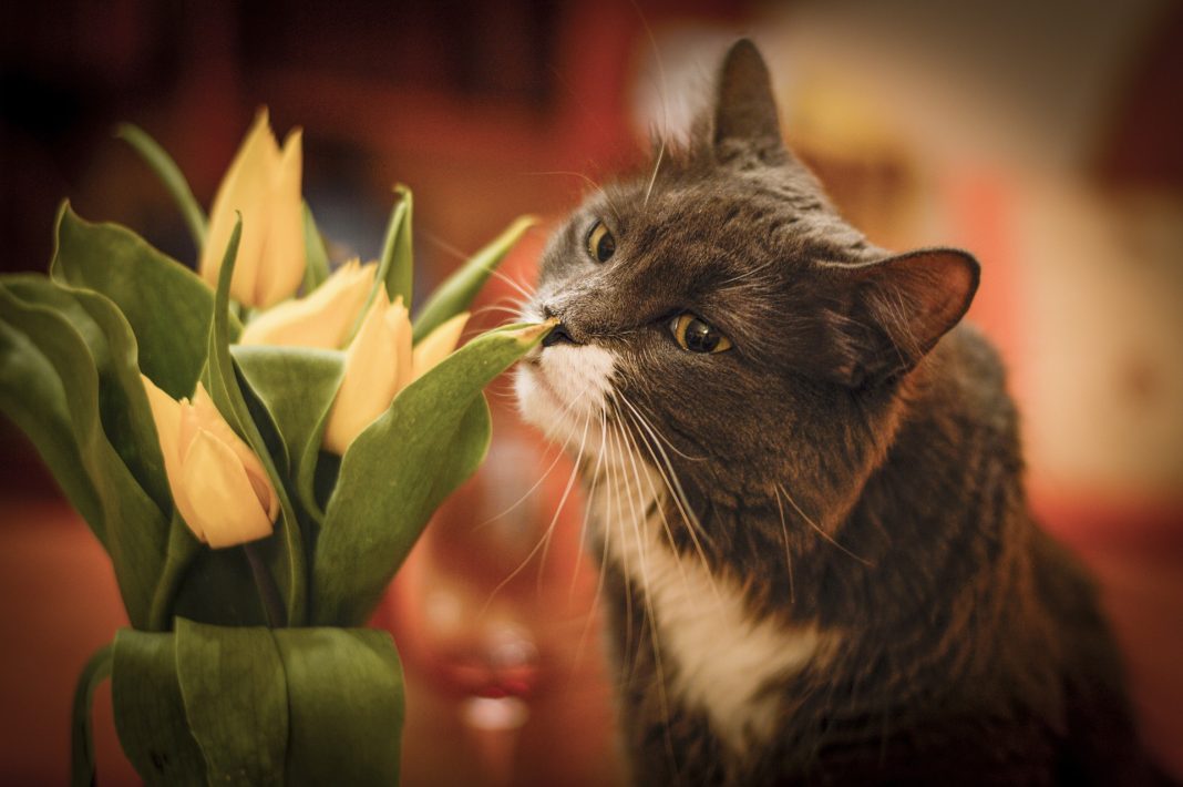 Poisonous plants for cats