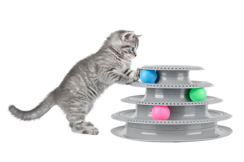 20230730114534 fpdl.in little gray kitten playing with ball isolated 288990 826 medium