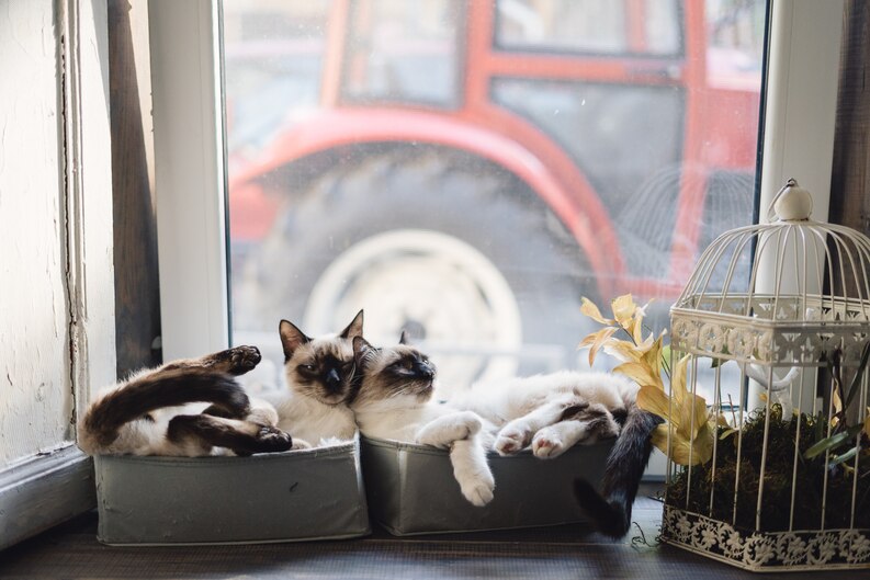 20230730121432 fpdl.in cute siamese cats lying boxes near window 158595 5732 medium