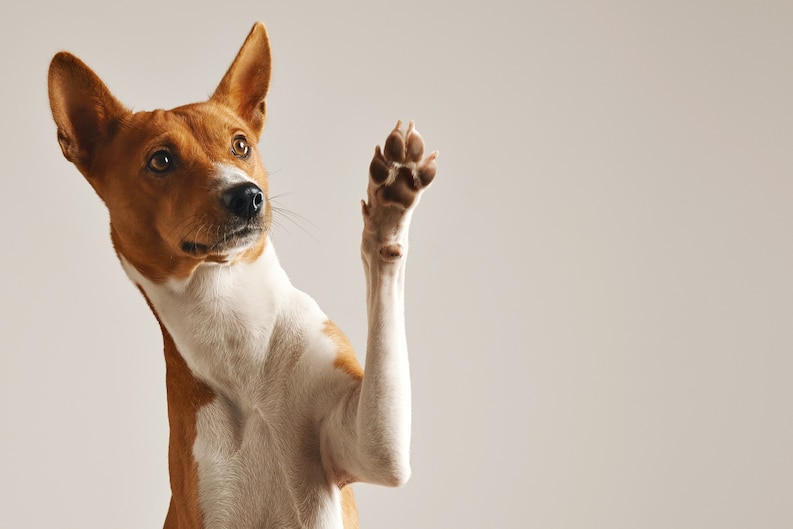 20230730123517 fpdl.in adorable brown white basenji dog smiling giving high five isolated white 346278 1657 medium
