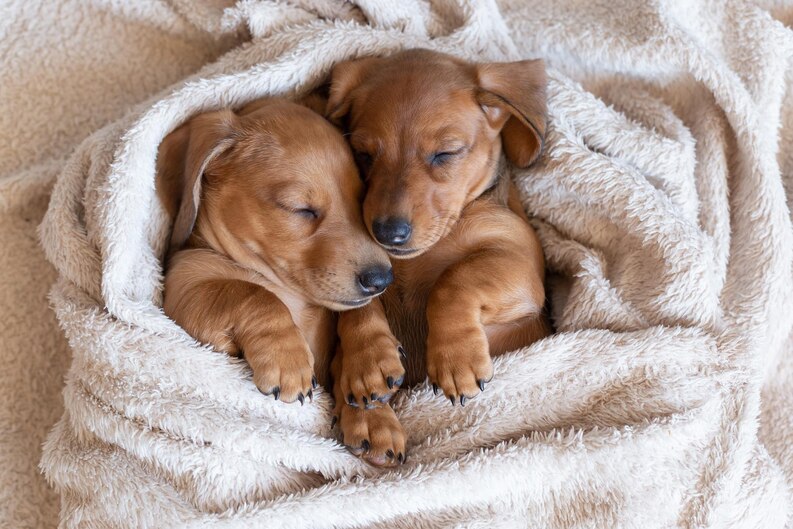 20230730131759 fpdl.in cute sleeping dachshund puppies beautiful little dogs lie bedspread 405651 925 medium 1