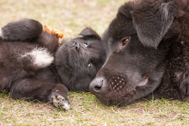 20230730132116 fpdl.in closeup shot bhutanese mountain dog lying grass with its puppy 181624 29603 medium 1